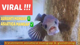 Viral Channa Asiatica Mangap Mangap Dan Gondrong Treatment Channa Asiatica Mangap Gondrong