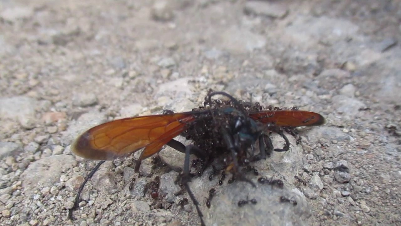 Tarantula Hawk stung to death by ants YouTube