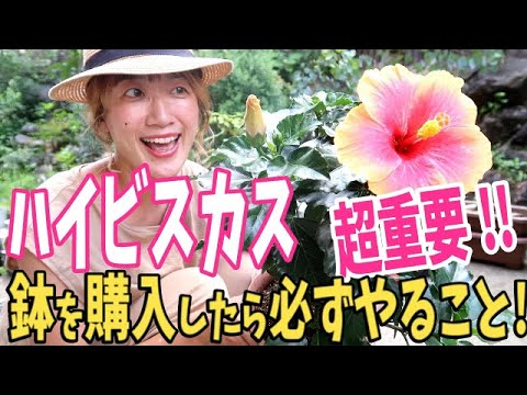 【ハイビスカス】鉢苗を購入したら必ずやること！成長や花付きが全然違います。【植え替え】Repotting Hibiscus