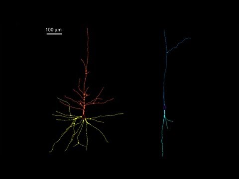 Video: Agregasi Tau Preferensial Dalam Neuron Von Economo Dan Sel Fork Dalam Degenerasi Lobus Frontotemporal Dengan Varian MAPT Tertentu