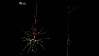 CARTA: Uniquely-Human Features of the Brain: John Allman - Von Economo Neurons