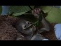 Rescued baby orangutan asoka weighs just 2kg