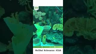 Melihat Kebesaran Allah - Ustadz Dr Syafiq Riza Basalamah MA