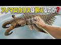 【古代生物】最強ハンター「アノマロカリス」は現代でペットにできる?5億年越しの飼育シミュレーション