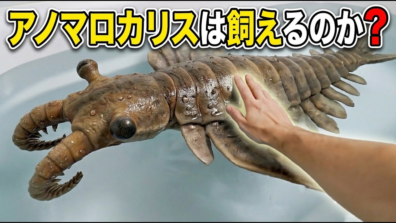【古代生物】最強ハンター「アノマロカリス」は現代でペットにできる?5億年越しの飼育シミュレーション
