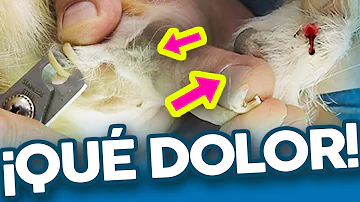 ¿Qué ocurre si no le cortas las uñas a tu cachorro?