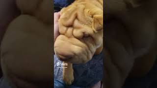 Big Puppy Face :) #dogs #pet #petlover #pets #puppies #puppy #tired #sharpei #sharpeipuppy #peaches