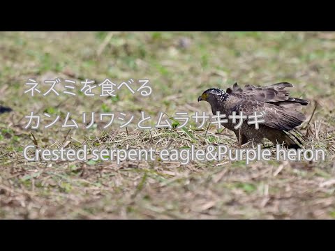 【ネズミを食べる】カンムリワシとムラサキサギ Crested serpent eagle&Purple heron