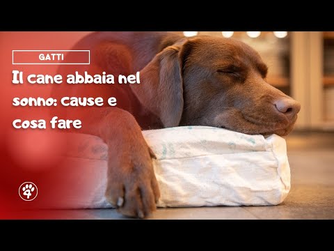 Video: Il mio cane tira il guinzaglio quando vede altri cani