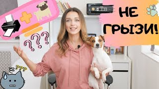 Принтер в мире животных 🐶 Принтер в мире животных 🐶