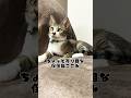 より目なのがバレてきた保護猫ここみ #shorts #cat #memes #funny #猫
