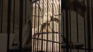 Soft feathers in only two colors 🪶🩶🤍🪶 #kenari #birds #bird #canary #canarias #lovebirds #canarios screenshot 4