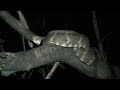 Night Creatures of the Amazon Jungle-With Deadliest Snake in Amazon!