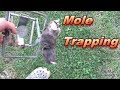 Mole Trapping | How to Outsmart a Mole