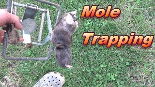 Mole Trapping | How to Outsmart a Mole