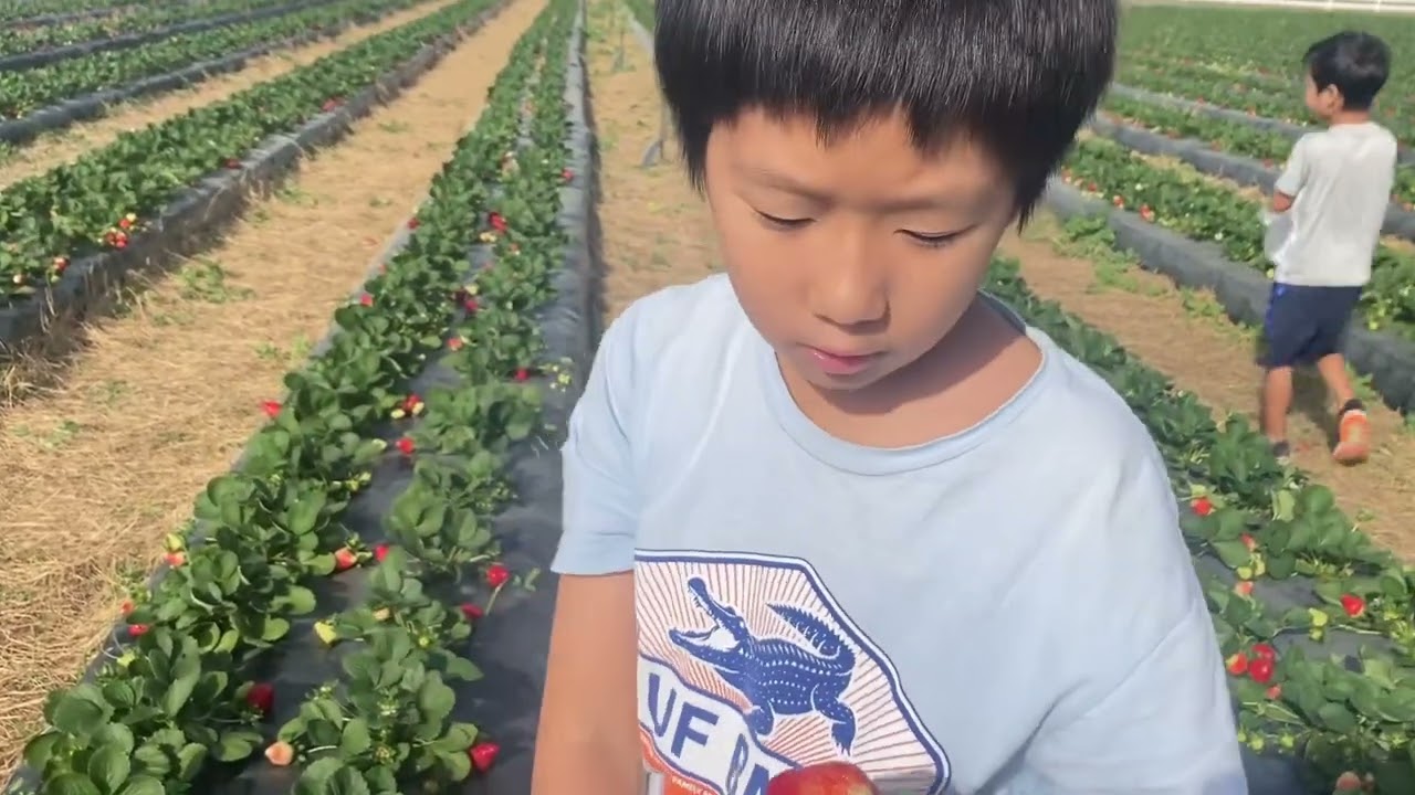 20260111 いちご狩り