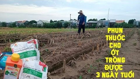 PHUN THUỐC CHO ỚT TRỒNG ĐƯỢC  3 NGÀY TUỔI