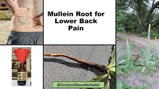 Mullein Root Benefit for Back Pain