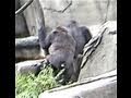 Cincinnati zoo gorillas harambe shooting here