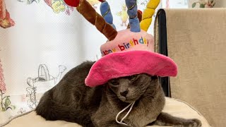 HAPPY 1st BIRTHDAY!! | Lucky Korat Cat by Lucky Korat Cat 143 views 2 years ago 3 minutes, 32 seconds