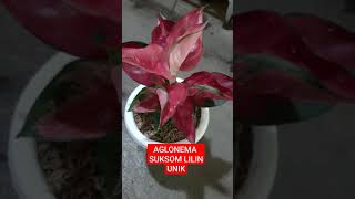 Aglonema suksom lilin antik