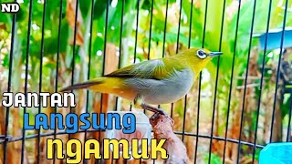 Panggilan Pleci Betina Untuk Pancingan Pleci Bisu