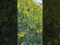 рапсовое поле