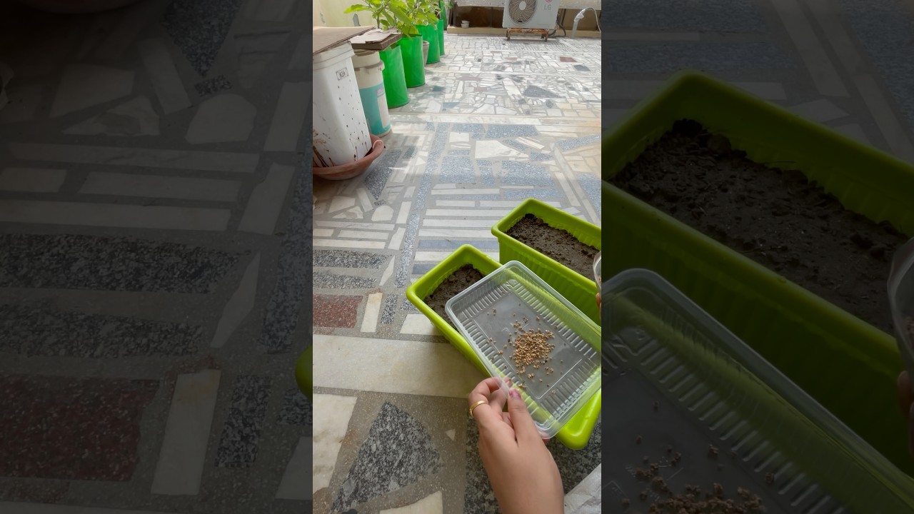 Grew *New Vegetable🥬 in my garden*🪴#shorts #short #ytshorts #gardening #garden