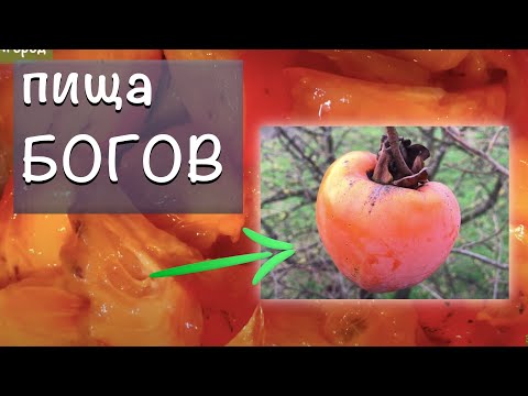 🟢Дерево хурма польза и вред,  как растет? как собирать? как готовить? hurma, почему хурма вяжет?