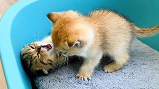 Kittens fighting near the mirror and mother cat is so cute.