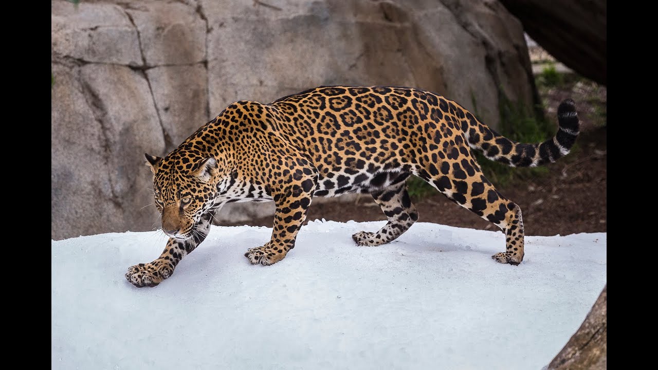  Big  Cat  Snow Day at the San  Diego Zoo YouTube