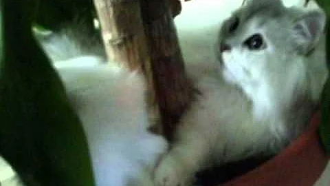 Watch the video about 2 Chinchilla Silver Persians in a tree