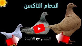 الحمام التاكسن واهم العيوب والمميزات والاسعار screenshot 5
