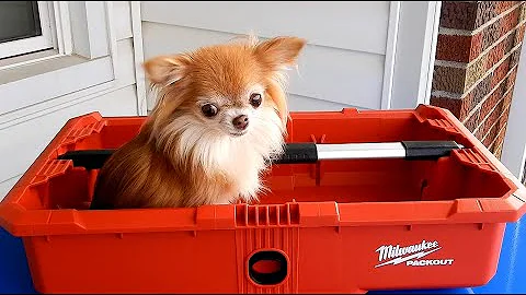 Milwaukee Packout Tool Tray with Quick Adjust Dividers #48-22-8045