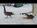 I trained the injured Canada goose couple to come and eat by my home
