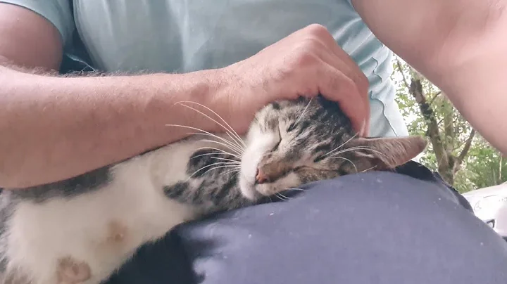 Video 10653141: kittens persian cat tabby, food tabby cat persian, kitten cute persian tabby, persian cat kitten sweet, cat kitten adorable persian, cat feeding kittens, mother cat feeding