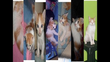 Cat Development from 0-2years #FunnyCats #CareforAnimals #LoveforAnimals
