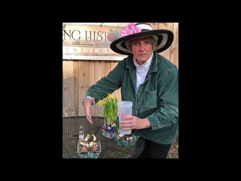 Video: Kā piespiest narcišu sīpolus uzziedēt telpās