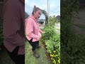 Pruned vs Unpruned Tomatoes (Update 6) 🍅 The Results Are Shocking…