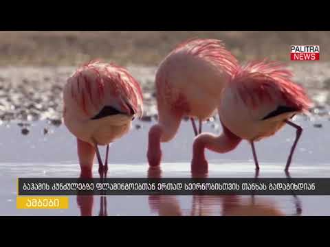 ბაჰამის კუნძულებზე ფლამინგოებთან ერთად სეირნობისთვის ფულს გადაგიხდიან