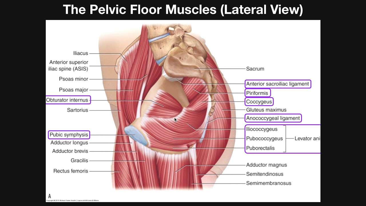 The Pelvic Floor Muscles Part 2 Origins Insertions Actions Etc Youtube
