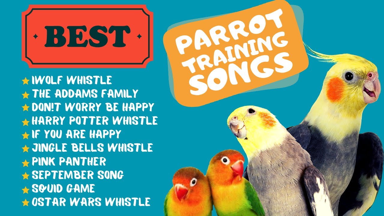 Easy Parrot Training, Whistle Practice for Cockatiels, Parrot Whistle