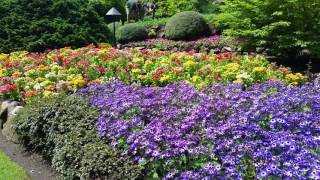 Beautiful Purple Daisy Flowers at Butchart Gardens, Must Visit on Vancouver Island, BC, Canada