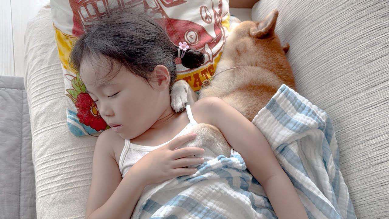 柴犬への愛が溢れてしまってずっと一緒にいたい6歳娘 - YouTube