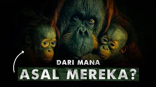 Kenapa Orangutan Hanya Ada di Kalimantan dan Sumatra? | Menjawab Misteri Orangutan