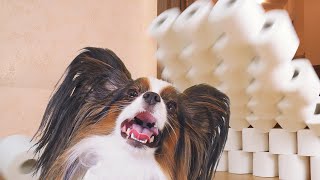 Dog Vs Toilet Paper Wall