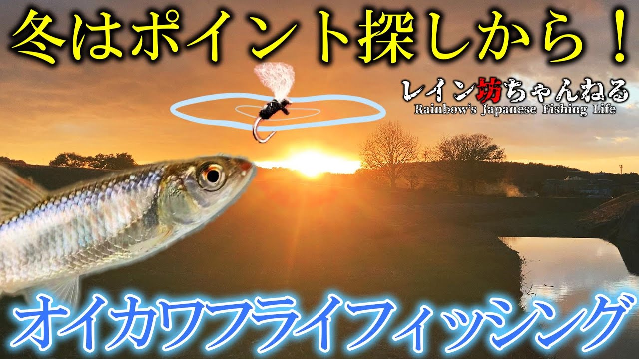 オイカワ 釣り 冬