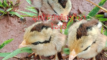 Suab me nyuam qaib qus quaj dib tuaj zoo 2022 100% 18/5/2022