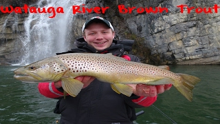 Brown Trout Fishing on Tenneesse's Watauga River