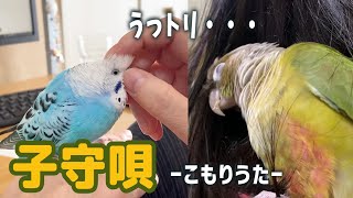 【インドの子守唄】おかしな歌にうっとりしてしまうインコたち